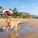 Viajar con mascotas en la Comunitat Valenciana